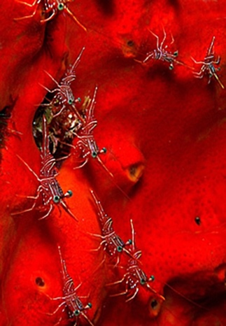 Diving - Underwater Photography - Khao Lak - Thailand